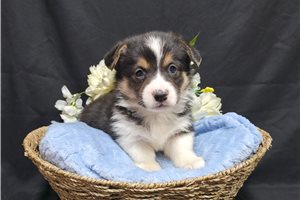 Trapper - Corgi, Pembroke Welsh for sale
