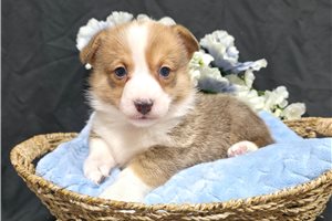 Ivan - Corgi, Pembroke Welsh for sale