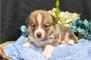 Clayton - Pembroke Welsh Corgi for sale