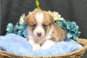 Cruz - Pembroke Welsh Corgi for sale
