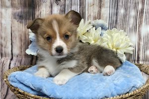 Clayton - Pembroke Welsh Corgi for sale
