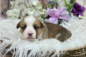 Tulip - puppy for sale