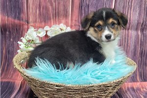 Blazer - puppy for sale