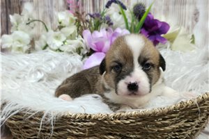 Tuesday - Corgi, Pembroke Welsh for sale