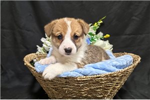 Trevor - Corgi, Pembroke Welsh for sale