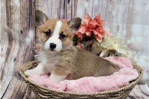 Chelsea - Corgi, Pembroke Welsh for sale