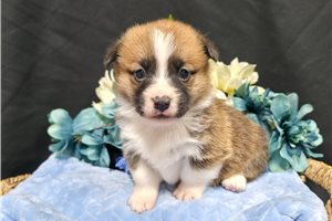 Carter - Pembroke Welsh Corgi for sale