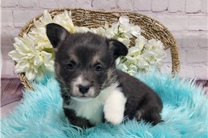 Bleu - Corgi, Pembroke Welsh for sale