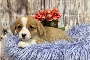 Izzy - Corgi, Pembroke Welsh for sale