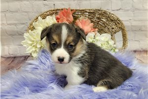 Brittany - Corgi, Pembroke Welsh for sale