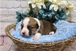 Cruz - puppy for sale