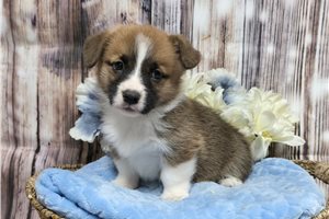 Carter - Pembroke Welsh Corgi for sale