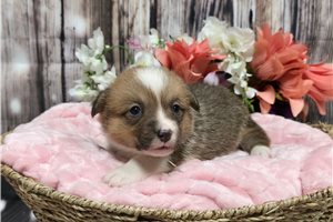 Isabelle - Corgi, Pembroke Welsh for sale