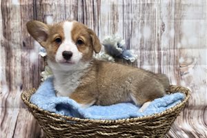 Ivan - Corgi, Pembroke Welsh for sale