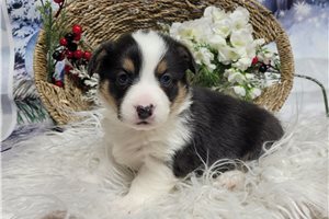 Clyde - Corgi, Pembroke Welsh for sale