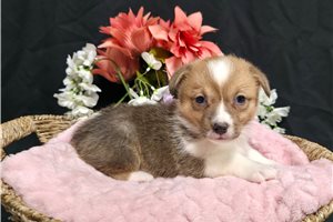 Isabelle - Corgi, Pembroke Welsh for sale