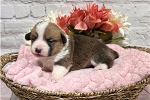 Carli - puppy for sale