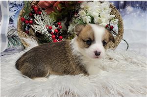 Clive - Corgi, Pembroke Welsh for sale