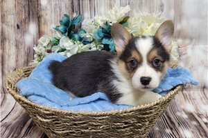 Coby - Corgi, Pembroke Welsh for sale