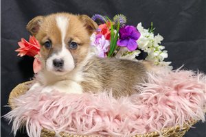 Tuesday - Corgi, Pembroke Welsh for sale