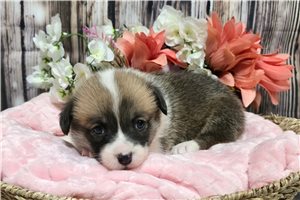Isadora - Corgi, Pembroke Welsh for sale