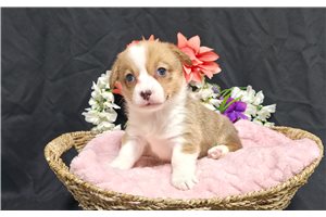 Izzy - Corgi, Pembroke Welsh for sale