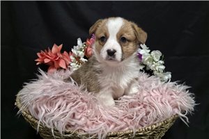 Tulip - Corgi, Pembroke Welsh for sale