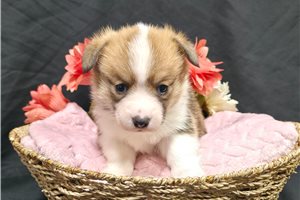 Carli - Pembroke Welsh Corgi for sale
