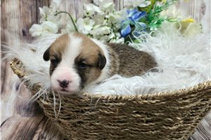 Trevor - Corgi, Pembroke Welsh for sale