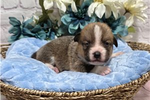 Clayton - puppy for sale