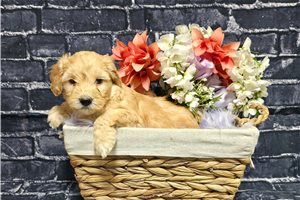 Gina - puppy for sale