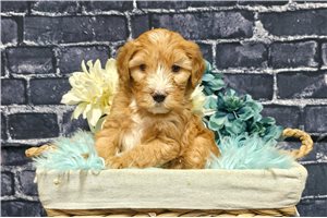 Kingston - Whoodle for sale