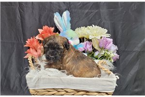 Carlita - puppy for sale