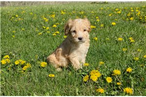 Katherine - Whoodle for sale