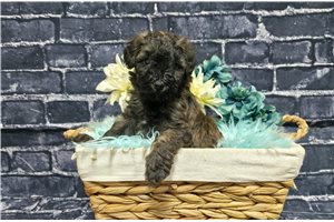 Kevin - Whoodle for sale