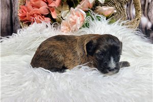 Kylie - Whoodle for sale