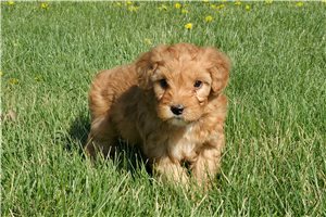 Kaylee - Whoodle for sale
