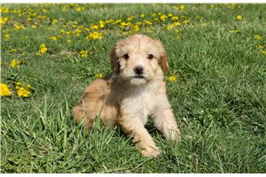 Kinsley - Whoodle for sale