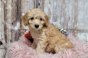 Gina - Whoodle for sale