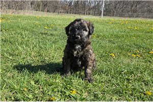 Khloe - Whoodle for sale