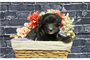 Presley - Whoodle for sale