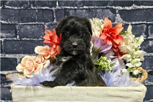 Kiara - Whoodle for sale