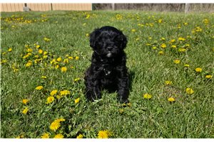 Kennedy - Whoodle for sale