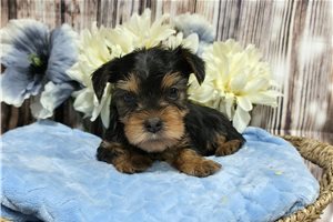 Noah - Yorkie for sale
