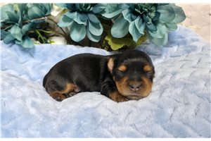 Noah - Yorkie for sale