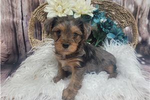 Memphis - Yorkshire Terrier - Yorkie for sale