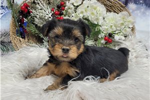 Farley - Yorkshire Terrier - Yorkie for sale
