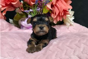 Nera - Yorkie for sale