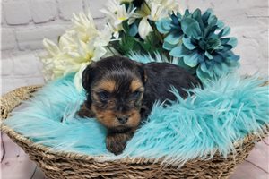 Mason - puppy for sale