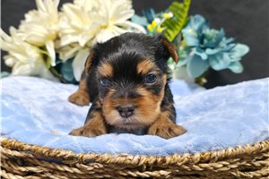 Noah - Yorkie for sale